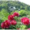 奈良、花と観音さまのお寺で楽しいお参りを…！