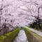 京都 大阪 満開の桜を楽しもう！