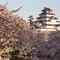 春の会津～桜紀行