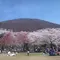 伊東 また来年！桜とスイーツ《更新中》