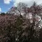 【松戸】花めぐり