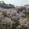 桜咲く菊池公園散策＆日本の名湯百選菊池温泉でつるつる美肌の温泉三昧