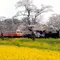 いすみ鉄道　スィーツ&ワイン列車にのって