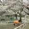 今年の国内屈指の障害馬術大会ホースショーを堪能しましょう！