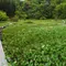 小さな花園、米湿原