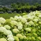 ［開成町］水田に広がる紫陽花を満喫しちゃお～♪