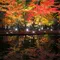 幻想的ライトアップ！曽木公園の逆さ紅葉