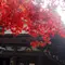 紅葉＆秘仏公開♡湖東三山と周辺の社寺