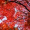 六義園から根津神社の紅葉を巡る