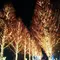 冬の夜に京都デート