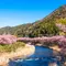 伊東温泉♨️からの河津桜を見に行こう🌸