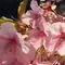 河津桜🌸満開