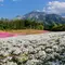 日帰り 春の秩父爛漫の旅