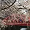 東横線沿いを巡る春の歩きまくり食べまくりお花見デート【中目黒/祐天寺/三宿/横浜】