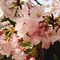 砧公園お花見と、小田急線カフェ巡り