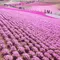 ４月中旬〜GWが見頃！埼玉・秩父へ芝桜を見に行こう！