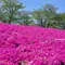 ピクニックにデートに…公園でのんびりっ♡ 東京のオススメ公園特集