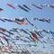 高槻 芥川 1000匹の鯉のぼり