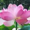 福井の地元民がゆく！福井のお蕎麦と公園と！恐るべし福井クオリティカフェ‼︎