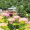 愛犬と紫陽花祭りから菖蒲祭りまで