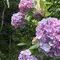 【鎌倉】紫陽花2017〜山から海までのんびりお散歩プラン〜