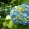 関・板取あじさいまつり　花よりグルメ！