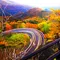 紅葉ドライブ
