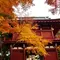 松戸で楽しむ紅葉（北小金）