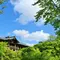春の京都青もみじ巡り