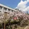 大阪造幣局桜の通り抜けの春