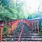 京都🌿青もみじ🍃🍃