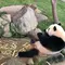 熊野古道とパンダ🐼南紀白浜ドライブのたび