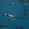 リニューアルオープンした水族館「うみがたり」と周辺観光スポット