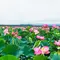 天国に一番近い沼