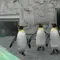雨の富良野旅行1日目 （旭山動物園）雨