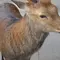久しぶりに奈良観光