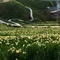 日本最大の水仙群生地！越前水仙の秘境をご紹介！