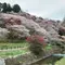 四季桜