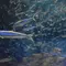 夜の海遊館もイチオシ🐬