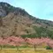 春の伊豆旅行　河津桜祭とまぼろし博覧会と猫の博物館　日帰り