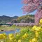春を先取り🌸ふらっと河津桜