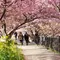 河津桜のトンネルと菜の花・温泉を満喫