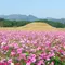 【宮崎秋の花旅】コスモスを巡る秋の花を満喫できるスポット特集！