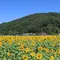 岡山　向日葵畑🌻
