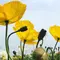 🌻満開のひまわりを求めて…知多半島ドライブ🌻