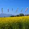 菜の花まつりと野沢温泉を満喫、充実の１泊２日
