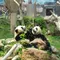 パンダ🐼スパ✨アフタヌーンティー🫖癒しの旅💖マカオ2泊3日