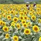 夏の向日葵🌻ハンター💘