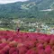 秋のコキア散策と秘境温泉の旅