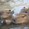 熱海へ。温泉と動物に癒される旅。